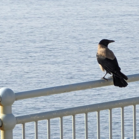 Hooded Crow